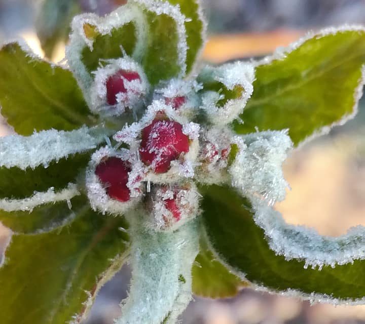 A fagy tönkretett 100.000 tonna gyümölcsöt  