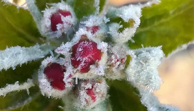 A fagy tönkretett 100.000 tonna gyümölcsöt  