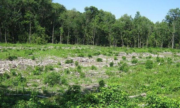 Feljelentés a Fruška gora-i illegális fakitermelés ügyében