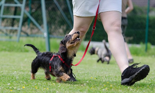 Aktívabb az, aki a társa nélkül, önállóan sétál vagy fut
