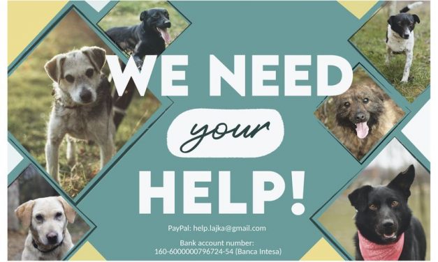 Eljött az oltások ideje, segítséget kér a Lajka