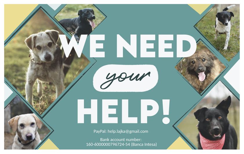 Eljött az oltások ideje, segítséget kér a Lajka