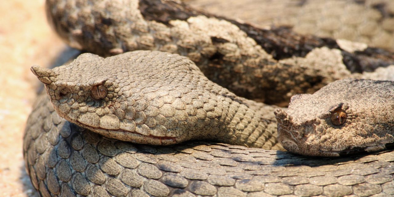 „Úgy támadnak a viperák Boszniában, mint még soha”