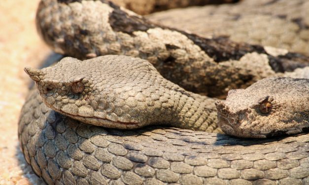 Vipera mart meg egy kamaszlányt Dél-Szerbiában