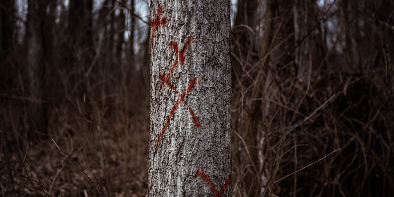 <span class="entry-title-primary">A faipar nyeresége fontosabb, mint a természetes ártéri erdők</span> <span class="entry-subtitle">Hová tűntek a természetes erdők? (1. rész)</span>