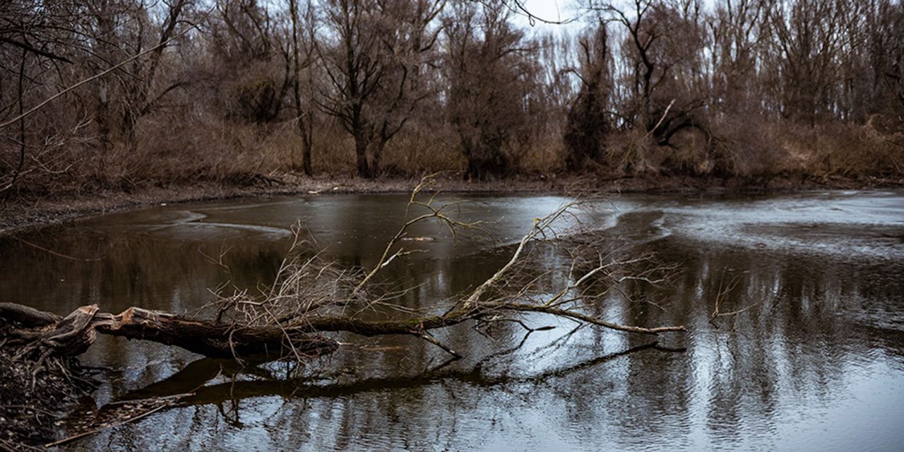 Halpusztulás a Tiszán Aradinál