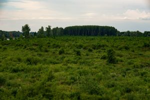 Tarvágás után gyorsan elterjednek az inváziós fajok Ada környékén Fotó: Mina Delić