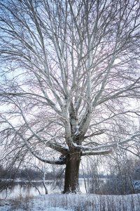 A természetes élőhely maradványa a Felső-Tisza-vidéken (Fotó: Mina Delić)