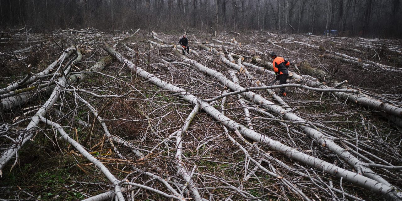 <span class="entry-title-primary">A Tisza-parti ökológiai folyosó veszélyeztetettsége</span> <span class="entry-subtitle">Hová tűntek a természetes erdők? (2. rész)</span>