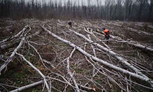 <span class="entry-title-primary">A Tisza-parti ökológiai folyosó veszélyeztetettsége</span> <span class="entry-subtitle">Hová tűntek a természetes erdők? (2. rész)</span>
