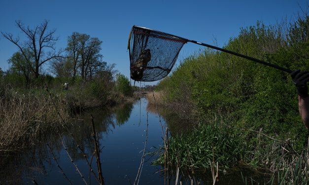 Az ökológiai üzenet