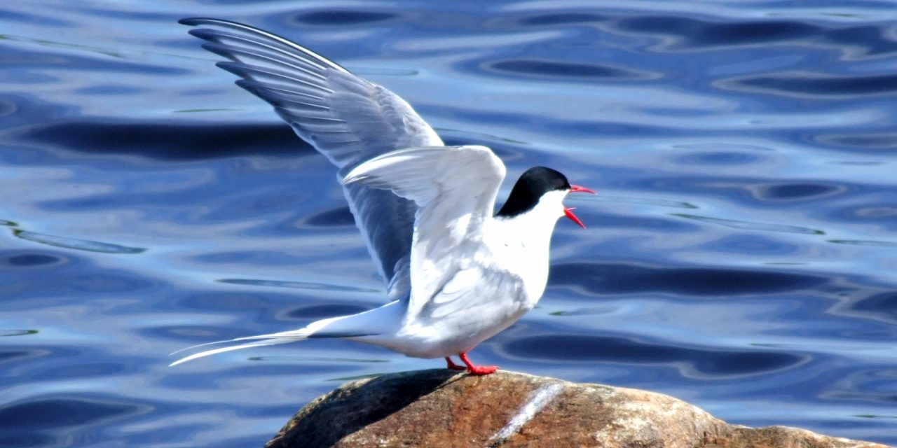 <span class="entry-title-primary">Egyre nehezebben költöznek</span> <span class="entry-subtitle">Tizenöt éves a vándormadarak világnapja</span>