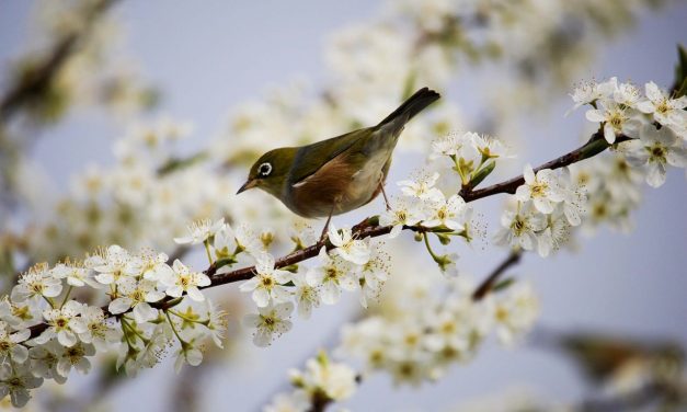 Madarak nélkül üres a táj