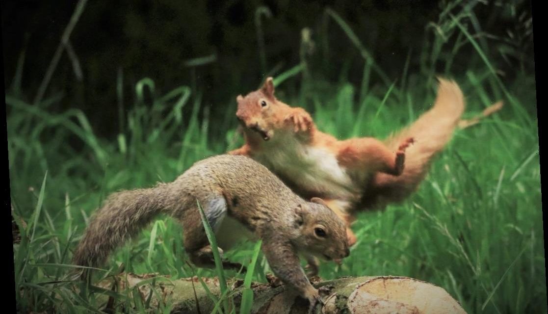 Nagy-Britannia törvénybe foglalja, hogy a gerinces állatoknak érzelmeik vannak
