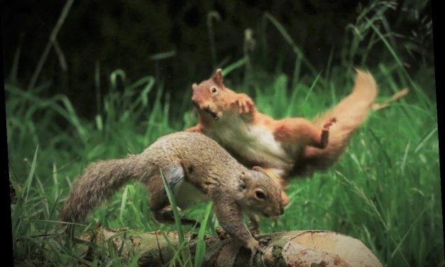 Nagy-Britannia törvénybe foglalja, hogy a gerinces állatoknak érzelmeik vannak