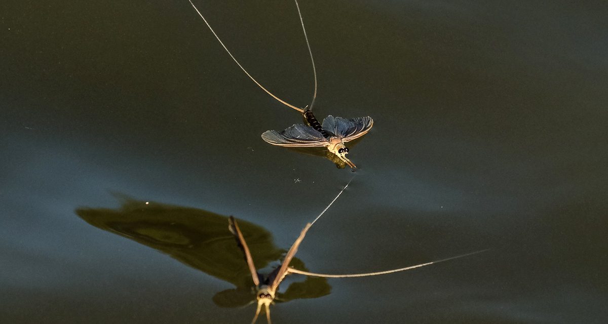 A nyár egyik természeti csodája, a tiszavirágzás (képriport)