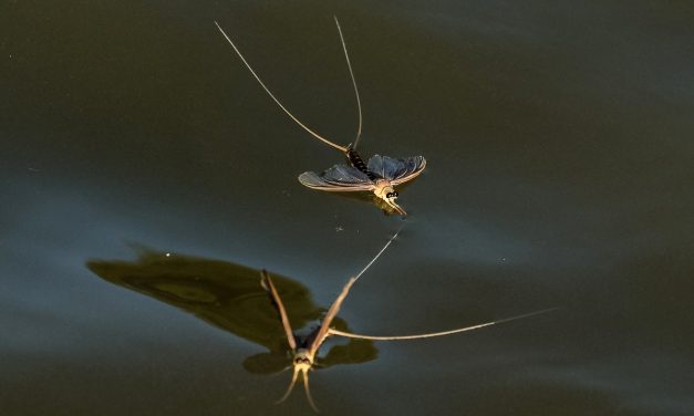 A nyár egyik természeti csodája, a tiszavirágzás (képriport)