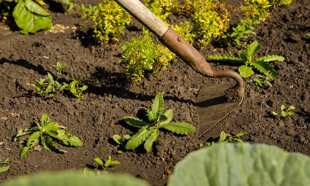 A földműves nyugdíjasok immár szezonmunkát is vállálhatnak