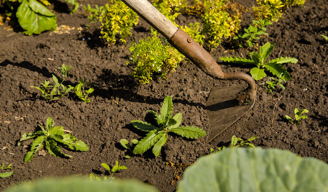 A földműves nyugdíjasok immár szezonmunkát is vállálhatnak