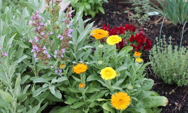 Permakultúrás közösségi kertek a szociálisan rászoruló családok számára