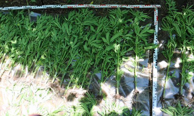 <span class="entry-title-primary">Drogültetvényt számoltak fel Röszkén (videó)</span> <span class="entry-subtitle">Egy szerb férfit és annak szerb-magyar kettős állampolgárságú fiát vették őrizetbe </span>