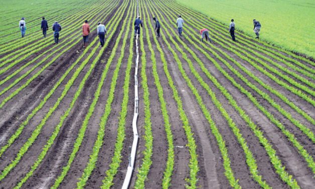 Nincs munkaerőhiány a szezonális munkákra, ha jogszerű a munkások foglalkoztatása