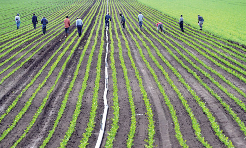 Nincs munkaerőhiány a szezonális munkákra, ha jogszerű a munkások foglalkoztatása