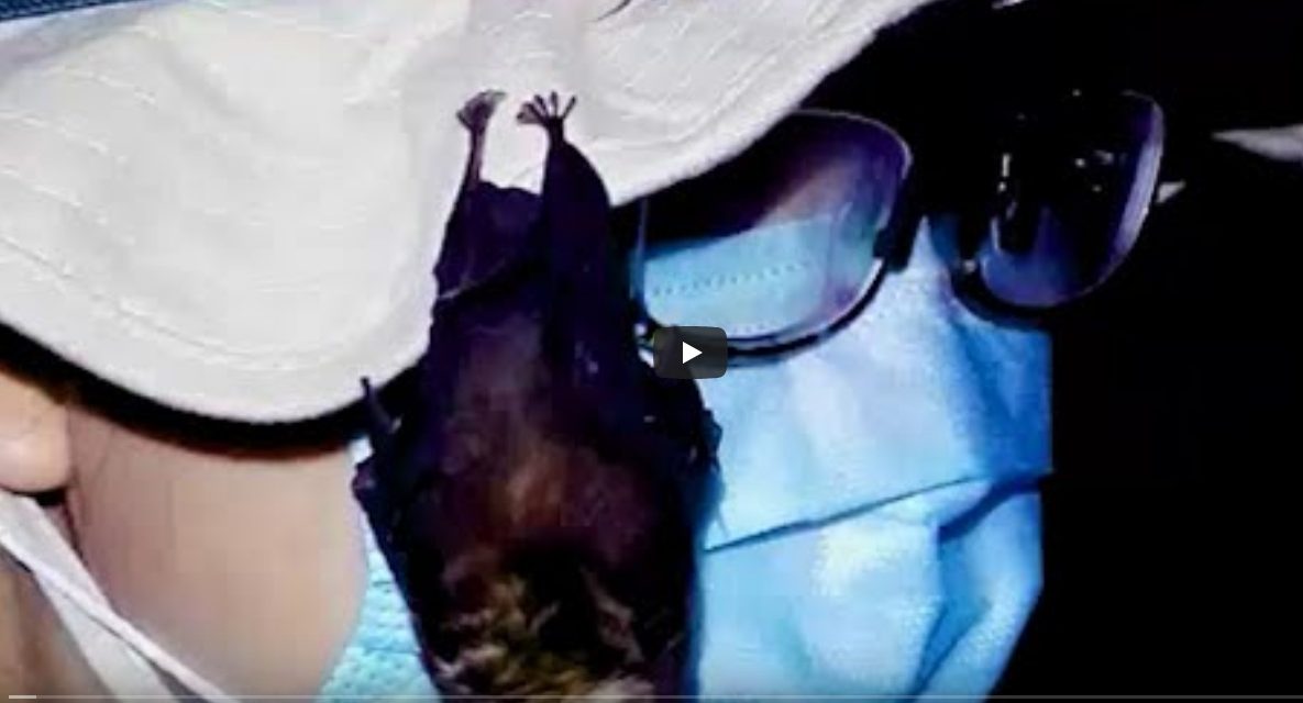 Videófelvételek kerültek elő a vuhani laboratóriumban tartott denevérekről