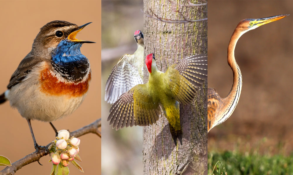 <span class="entry-title-primary">A zöld küllő lesz 2022-ben az év madara</span> <span class="entry-subtitle">Piros sapkájáról fel fogjuk ismerni a nagy rejtőzködőt</span>