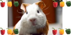 2000x1000 tesztfotó