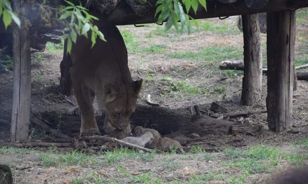 Négy kisoroszlán született a Palicsi Állatkertben (fotók)