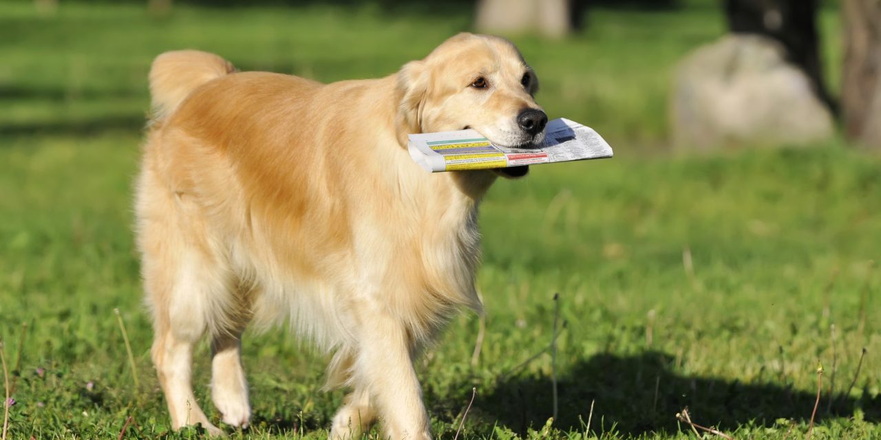 <span class="entry-title-primary">A Családi Kört veszik kézbe legnagyobb bizalommal a vajdasági magyarok</span> <span class="entry-subtitle">Napi hírekért nem megyünk messzire</span>