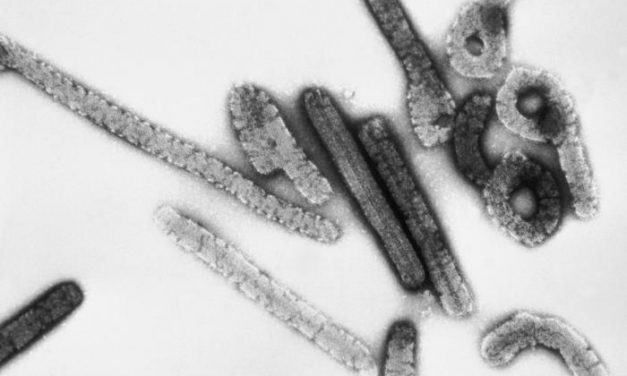 Először bukkant fel a Marburg-vírus Nyugat-Afrikában