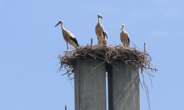 Az újvidéki gólyafészkek még a szupercellás vihart is kibírták