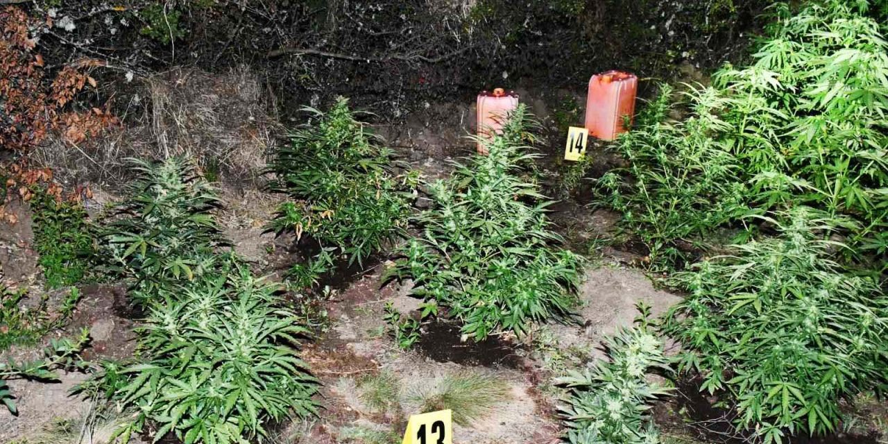 Éppen a növényeit öntözte, amikor lecsaptak rá a rendőrök (Fotók)