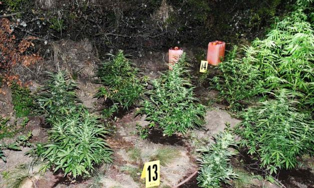 Éppen a növényeit öntözte, amikor lecsaptak rá a rendőrök (Fotók)