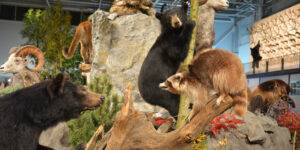 A Trófeacsarnokban láthatók a kontinensek állatai is