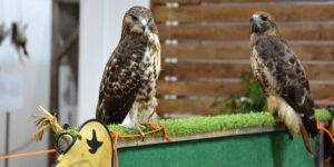 A sólymokat fogják szeretni a látogatók
