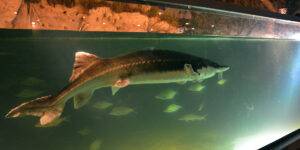 A vizák is várhatóan nagy figyelmet kapnak a kiállításon