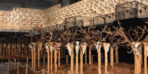 Égen-földön trófeák