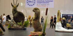 Lettországból érkezett ez a versenyző a taxidermia-bajnokságra