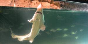 Vidám viza a mesterséges tóban