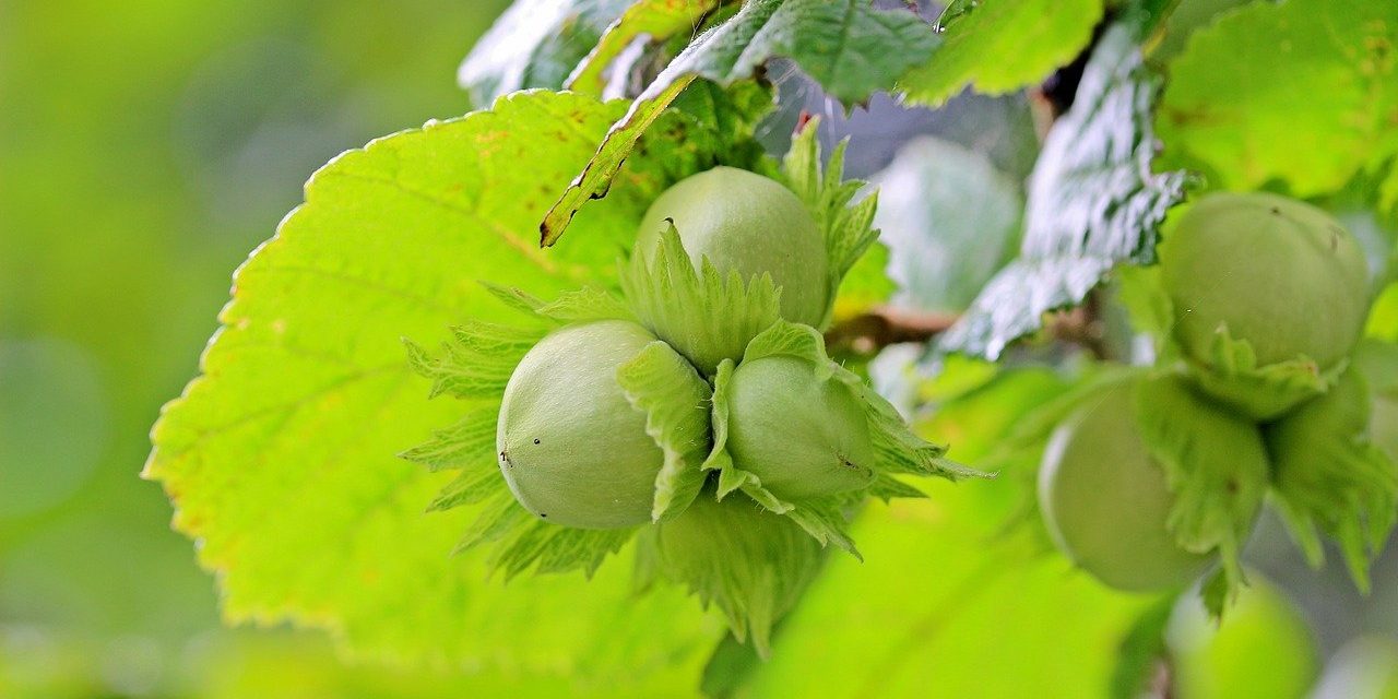 Jól terem és olcsón telepíthető a mogyoró