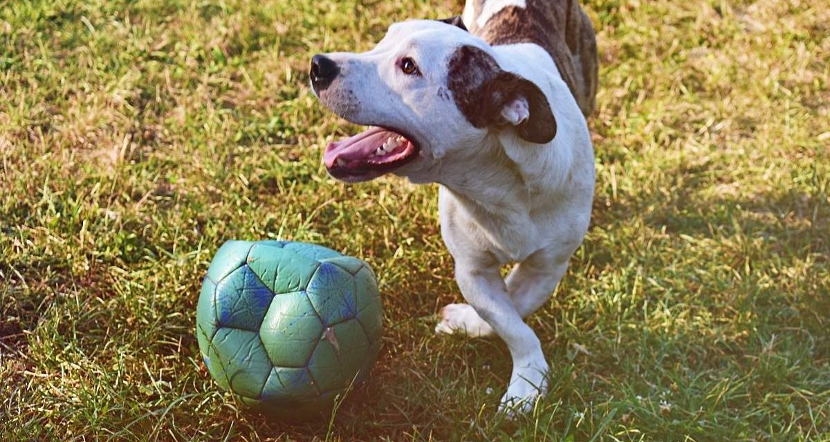 Hány szót ismerhet egy kutya?