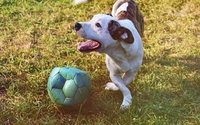 Hány szót ismerhet egy kutya?