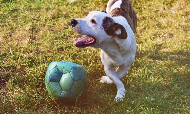 Hány szót ismerhet egy kutya?