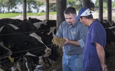Áprilisban kapják meg a támogatást az állattenyésztők