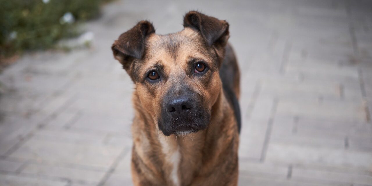 Mit tegyél, ha nyoma veszik a házikedvencednek?