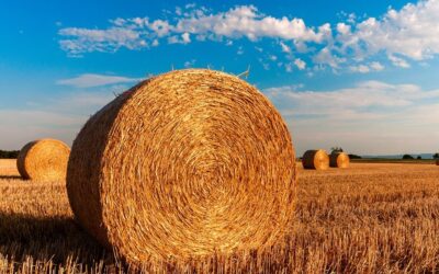 2024-re 105 milliárd dináros agrárköltségvetés van előirányozva