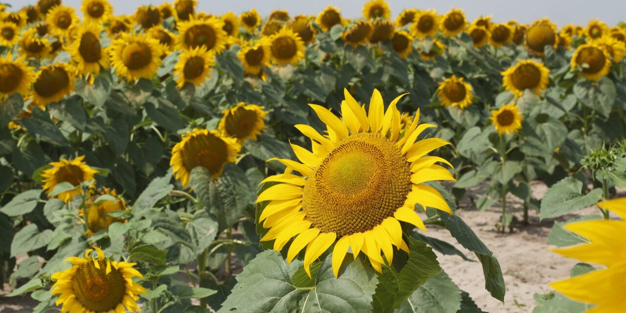 Értékes földeken környezetszennyező beruházások történnek